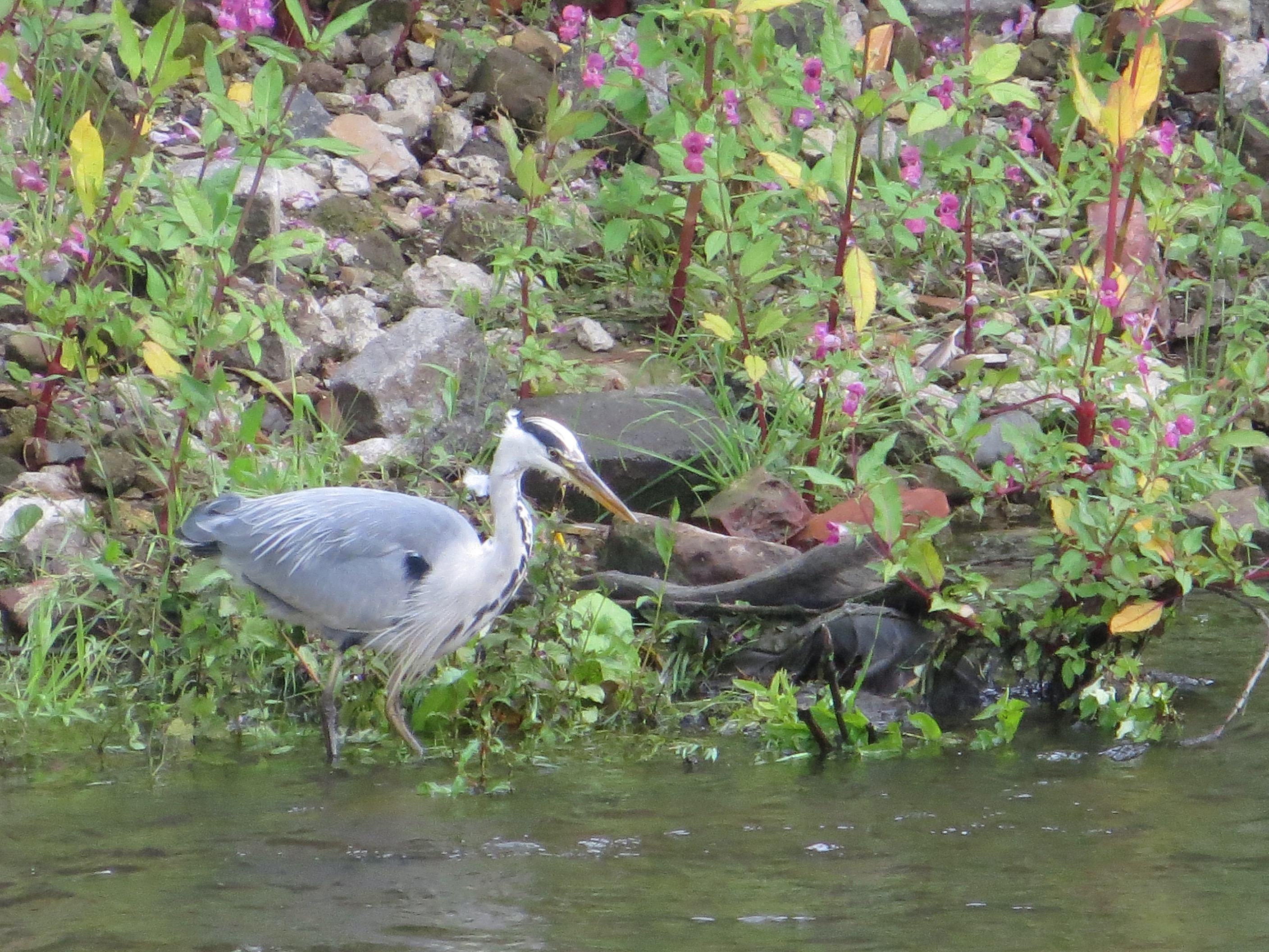 grey heron eyes on the prize